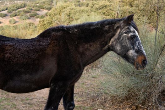 donkeys locked in their corral in the serrania de ronda ,malaga, spain