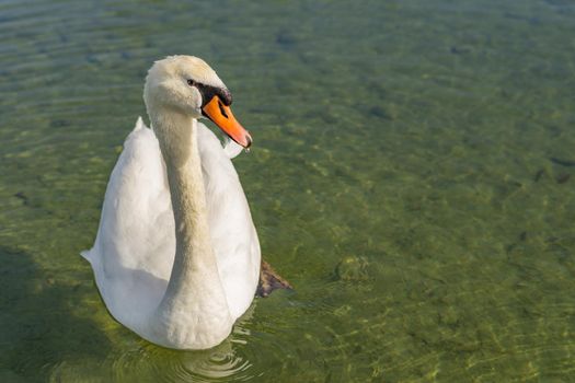 white swan swimming in the lake sunny day