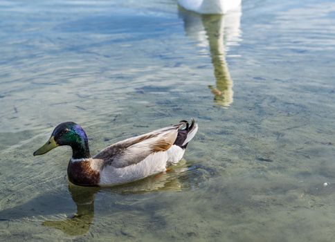 white swan swimming in the lake sunny day