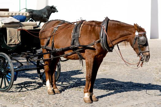 horse carriage with brown horse for sightseeing tours around the city of ronda