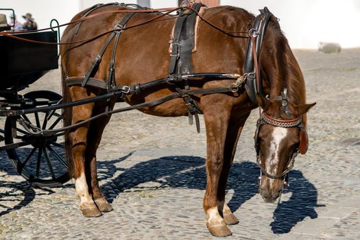 horse carriage with brown horse for sightseeing tours around the city of ronda