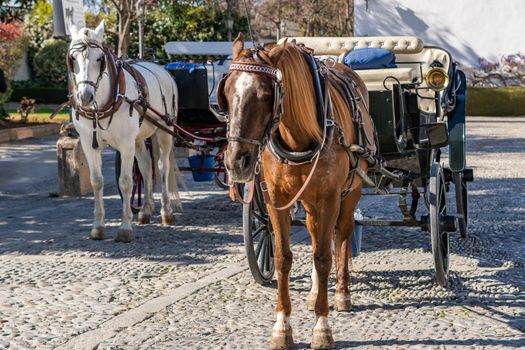 horse carriage with brown horse for sightseeing tours around the city of ronda