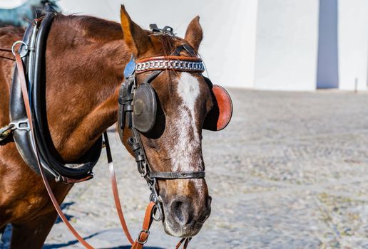 close-up of a horse's head hitched to a cart by its straps