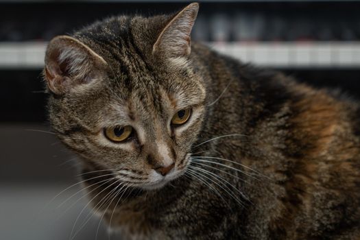 common brown and black cat sitting with a piano in the background out of focus