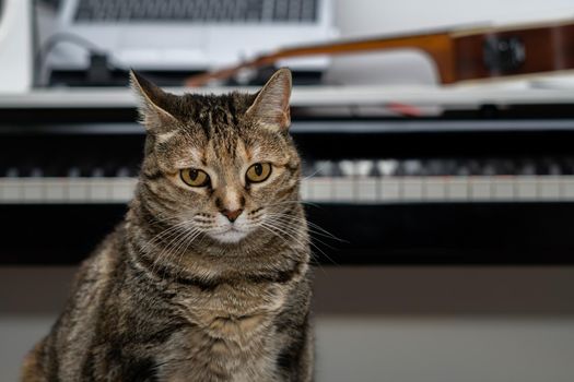common brown and black cat sitting with a piano in the background out of focus