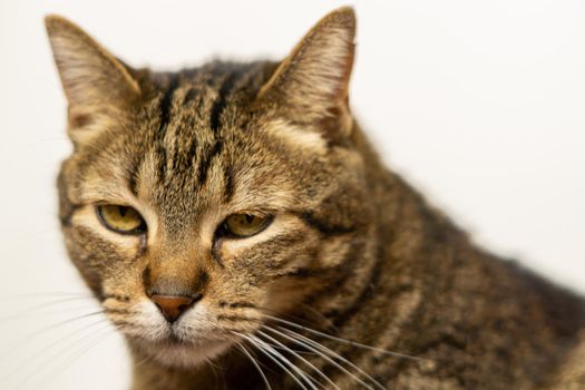 common cat on white background