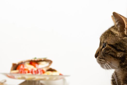 common cat on white background looking at a cake