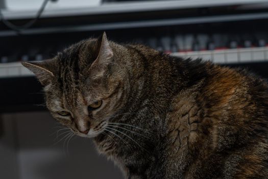 common brown and black cat sitting with a piano in the background out of focus