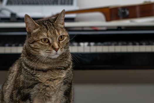 common brown and black cat sitting with a piano in the background out of focus