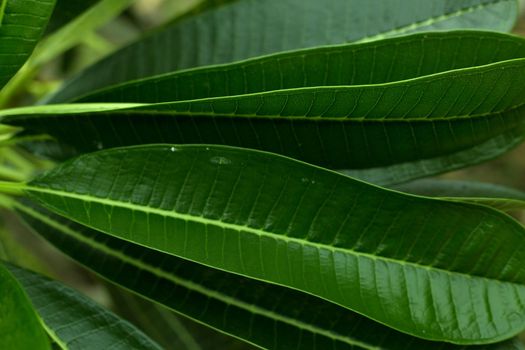 Tropical green leaves fresh blur background.