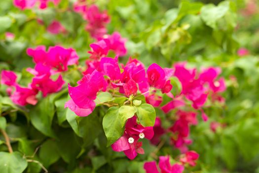 Blooming bougainvillea background. Vivid pink flowers