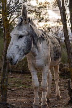 donkeys locked in their corral in the serrania de ronda ,malaga, spain