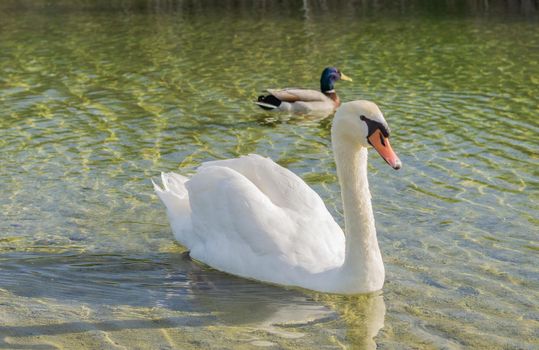 white swan swimming in the lake sunny day