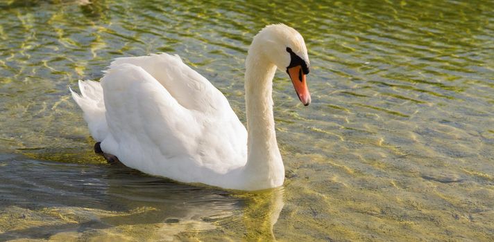 white swan swimming in the lake sunny day