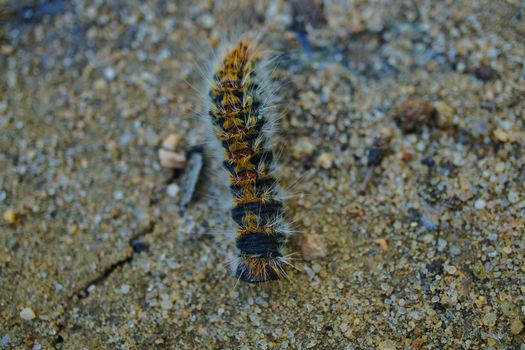 pine processionary caterpillar (Thaumetopoea pityocampa) nesting in a pine grove