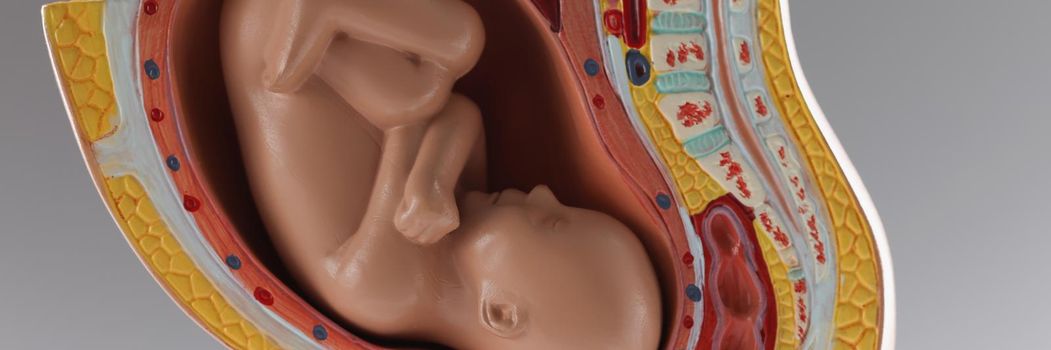 Close-up of human baby growth stages in nine month development, pregnancy stages. Belly and pregnancy period. Model of embryo, medicine, education concept