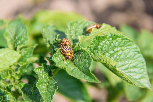 cultivation of potato colorado beetles. selective focus. nature