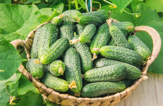 homemade cucumber cultivation and harvest. selective focus. food