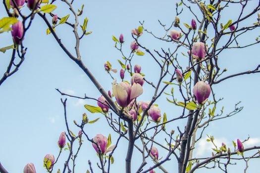 background of blooming magnolias. Flowers. Selective focus.