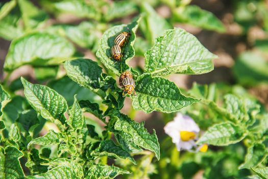 cultivation of potato colorado beetles. selective focus. nature