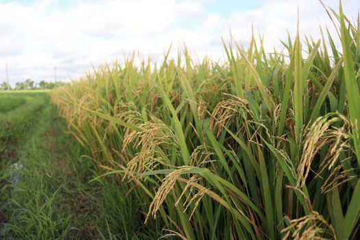 ripe paddy on tree in farm for harvest