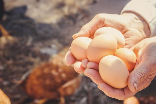 Chicken domestic eggs in hands. Selective focus.