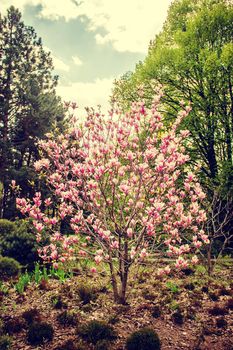 background of blooming magnolias. Flowers. Selective focus.