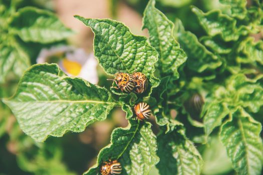 cultivation of potato colorado beetles. selective focus. nature