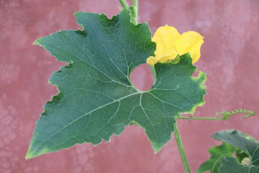 wax gourd flower on farm for harvest