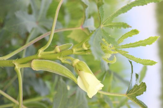 green colored lady finger on tree in farm for harvest