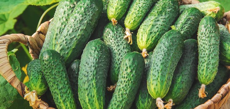 homemade cucumber cultivation and harvest. selective focus.