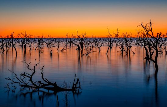 Rich vibrant colours of Australian sunrises, in outback Australia....  trees in a calm tranquil lake and their reflections