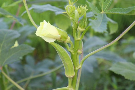 green colored lady finger on tree in farm for harvest