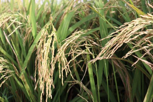 ripe paddy on tree in farm for harvest