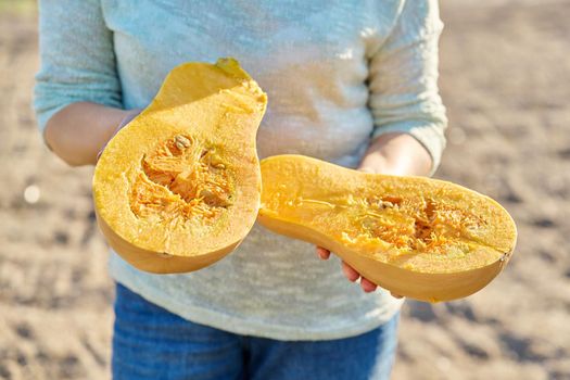 Closeup ripe fresh pumpkin cut in half in woman hands, farm vegetable garden fall season background. Gardening, farming, harvesting, healthy vitamin food, natural organic vegetables, vegetarianism