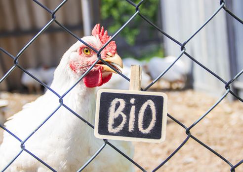 Bio chickens on a home farm. Selective focus.