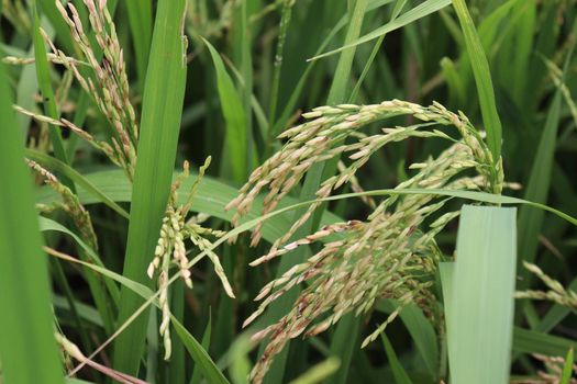 ripe paddy on tree in farm for harvest