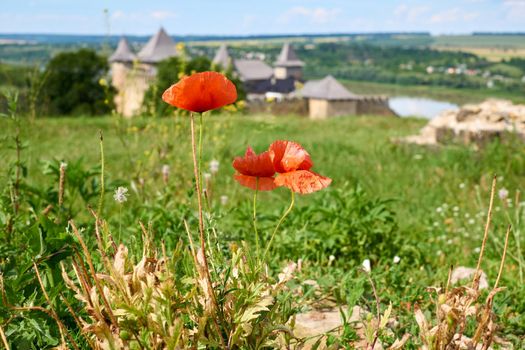 a herbaceous plant with showy flowers, milky sap, and rounded seed capsules. Many poppies contain alkaloids and are a source of drugs. Two red scarlet poppies, a green field and fortress by the river