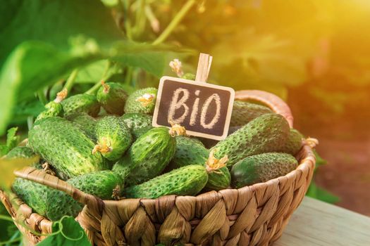 homemade cucumber cultivation and harvest. selective focus.