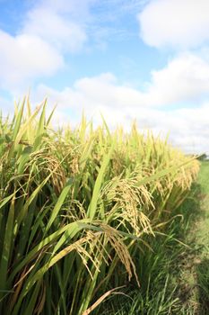 ripe paddy on tree in farm for harvest