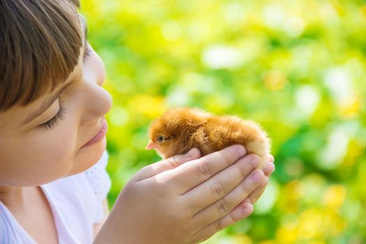 The child holds a chicken in his hands. Selective focus. nature.