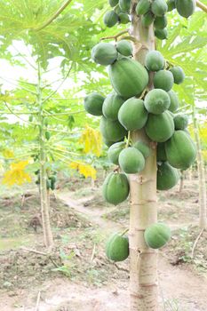 green and healthy raw papaya stock on tree in farm for harvest