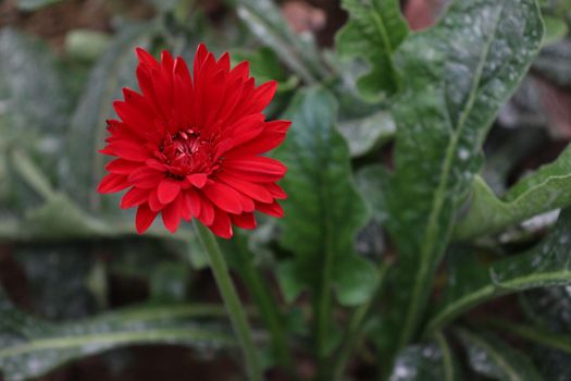 red colored gerbera flower farm for harvest