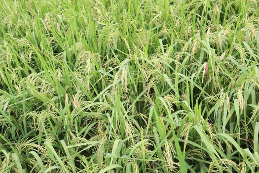 ripe paddy on tree in farm for harvest