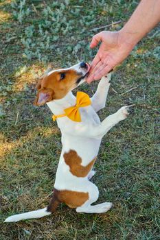 full growth cute little puppy of Jack Russell terrier with a Yellow bow tie on the green grass. Little dog Puppy training, performs a command for a treat.