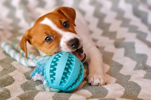 Cute Little Jack Russell Terrier puppy with teether ball. Six weeks Puppy playing with toy at home