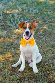 full growth cute little puppy of Jack Russell terrier looking at camera. White dog with a Yellow bow tie on the green grass. Jack russell terrier puppy on a walk. Copyspace for ad, design.