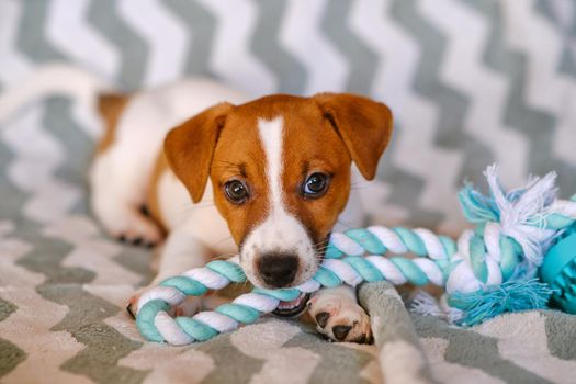 Cute Little Jack Russell Terrier puppies. Six weeks Puppy playing with toy at home