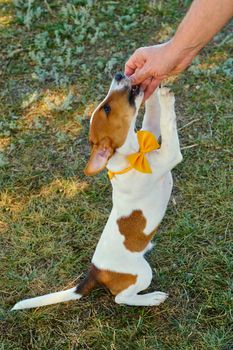 full growth cute little puppy of Jack Russell terrier with a Yellow bow tie on the green grass. Little dog Puppy training, performs a command for a treat.