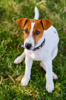 A smiling little puppy of a jack russel terrier in a beautiful green meadow is sitting and looking in camera. Cute dog and good friend.